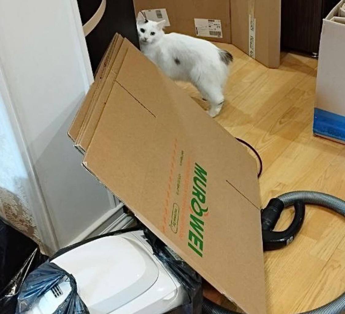 КВАРТИРНЫЙ ПЕРЕЕЗД И ПОМОЩНИКИ ПИТОМЦЫ